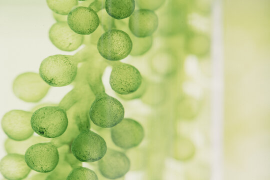 Close-Up Of green alga in laboratory science.