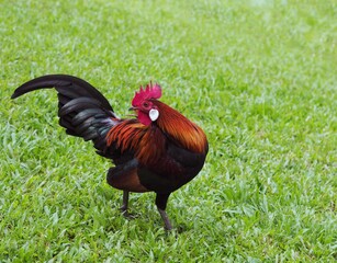 Red Junglefowl at Singapore Botanic Gardens