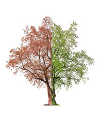 Double concept,dead tree on one side and living tree on different side,isolated on white background  with clipping path.