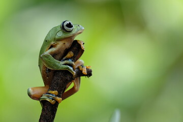green frog