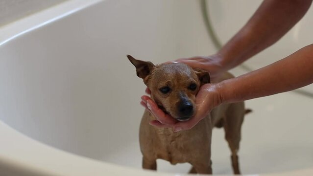 A beautiful and wet brown miniature pinscher is standing in the bathroom taking a shower and the hands of a caucasian young girl are lathering the shampoo and starting to wash it, side view close-up i
