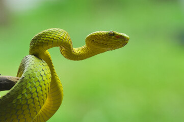 a green snake from Kalimantan that lives freely in the wilderness