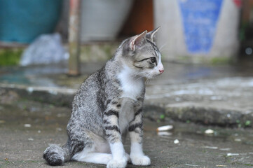 cat with gray fur sitting standing