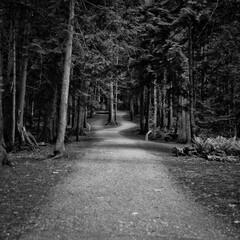 alley in the park with large cedars on either side of the sidewalk, photo in black and white