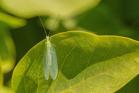 A Lace Wing sitting on leaf in the sunshine.