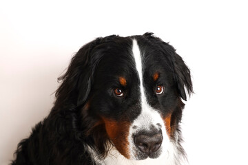 Photo Bernese Mountain Dog on a white background. Studio shot of a dog in front of an isolated background. 