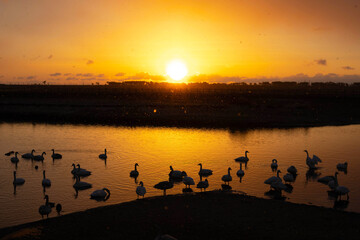 朝の白鳥　その4