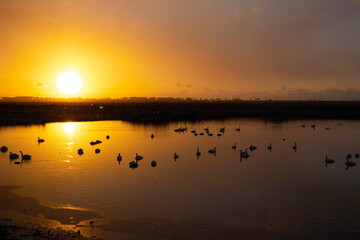朝の白鳥　その3