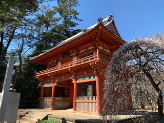 Fototapeta premium 金乗院の仁王門