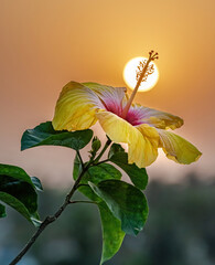 flower and sun