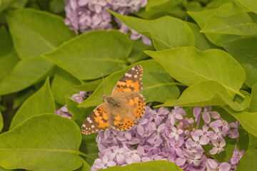 Top View of a Painted Lady Butterfly sitting on a purple lilac.