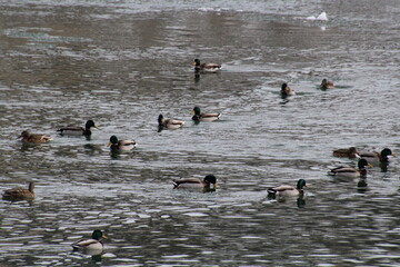 ducks on the water, Gold Bar Park, Edmonton, Alberta
