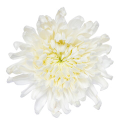 Top view of White Chrysanthemum flower isolated on white background.