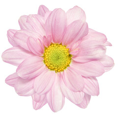 Top view of Pink Chrysanthemum flower isolated on white background.