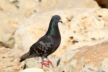Birds in a children's city park on the seashore in Israel.