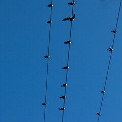 Pássaros no fio - wire birds