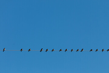 Pássaros no fio - wire birds