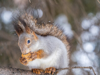 Obraz premium The squirrel with nut sits on tree in the winter or late autumn