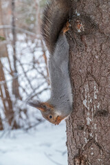 A squirrel sits upside down on a tree in winter and eats a nut