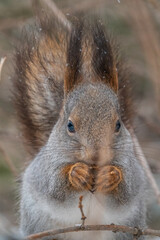 Fototapeta premium The squirrel with nut sits on tree in the winter or late autumn. Portrait of the squirrel close-up