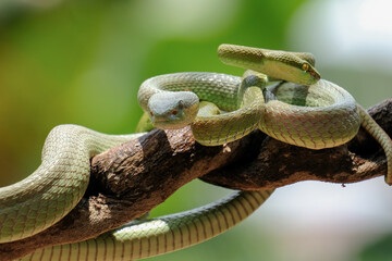 green snake on tree