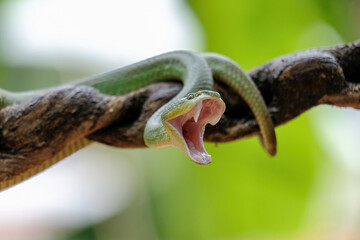 green snake on the tree
