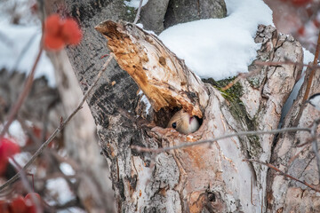 The squirrel sticks its head out of a hole in tree