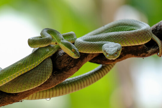 snake on tree