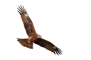Black kite flying isolated on transparent background png file