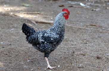 Birds in a children's city park on the seashore in Israel.