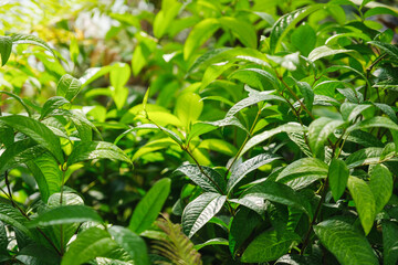 Closeup image of green leaves in the garden