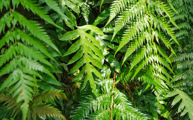 Fototapeta na wymiar Closeup image of Fern leaves in the garden