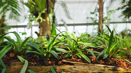 Closeup image of orchid trees in botanic garden farm
