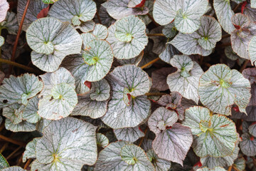Closeup image of Begonia leaves in the garden