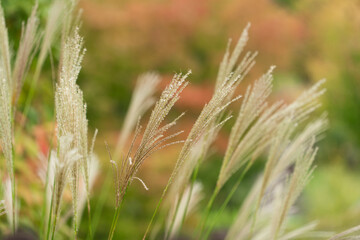 ススキの穂