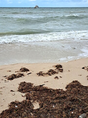 Obraz premium Sargassum on the shore of the beach, a type of seaweed in the Caribbean, a serious environmental problem in Mexico, a kind of algae epidemic out of control that kills turtles and fish
