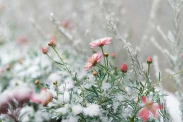 春の雪が降る花壇
