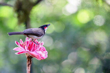 Red whiskered bulbul perched on a flower