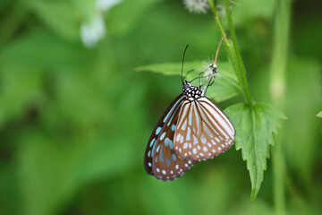 a nature concept, Butterfly and Wild Flowers