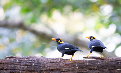A pair of hill myna on a tree branch shot in munnar in southindia