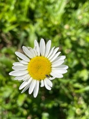 Obraz premium Flower
