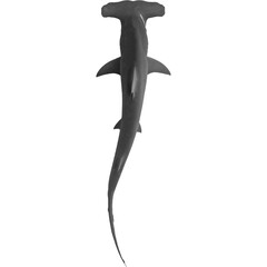 Hammer Head Shark Isolated in Transparent Background - obrazy, fototapety, plakaty
