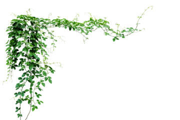 Bush grape or three-leaved wild vine cayratia (Cayratia trifolia) liana ivy plant bush, nature frame jungle border