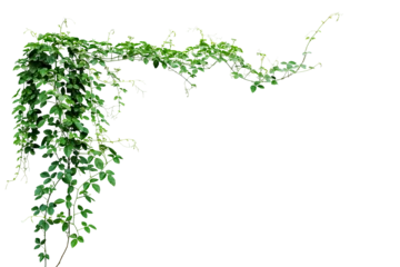 Plexiglas foto achterwand Bush grape or three-leaved wild vine cayratia (Cayratia trifolia) liana ivy plant bush, nature frame jungle border © Chansom Pantip