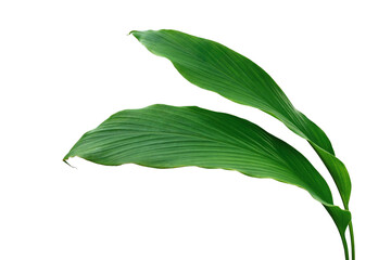 Green leaves of turmeric (Curcuma longa) ginger medicinal herbal plant - 575521219