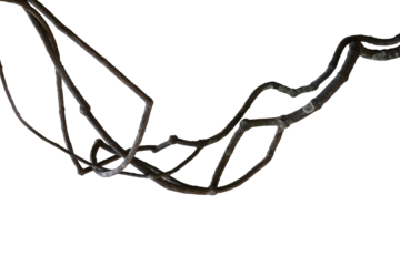 Messy dried jungle vines, tropical rainforest liana plant