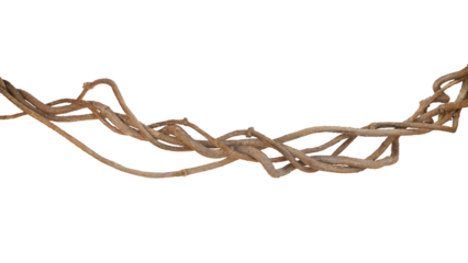 Twisted jungle vines, tropical rainforest liana plant , messy dried vines of cowslip creeper (Telosma cordata) medicinal plant.