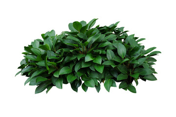 Green leaves hosta plant bush, lush foliage tropic garden plant - obrazy, fototapety, plakaty