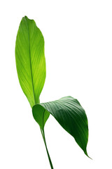 Green leaves of turmeric (Curcuma longa) ginger medicinal herbal plant