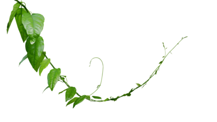 Twisted jungle vines climbing plant, green leaves vines of Tiliacora triandra medicinal plant native to Southeast Asia.